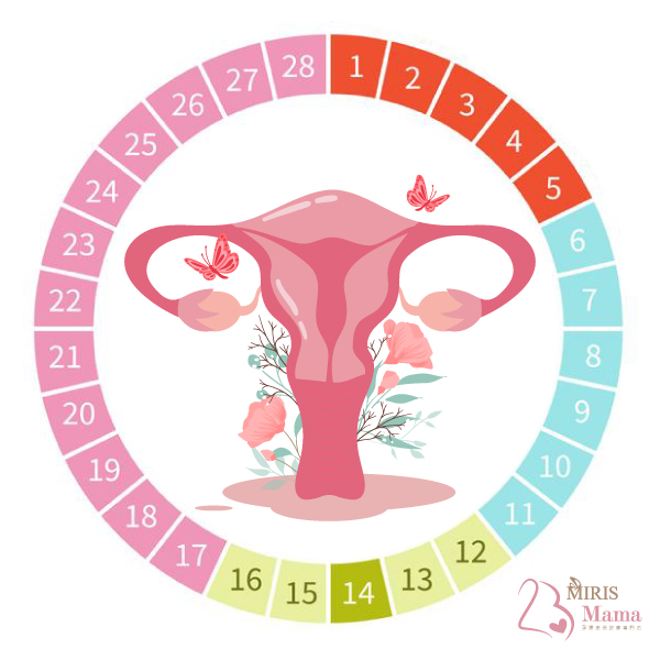 【女性月經週期】一般成年女士的生理週期｜Miris Mama孕婦產後修身按摩專門店